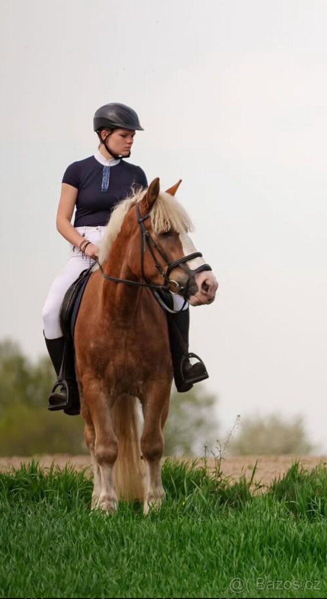 Klisna haflingského - 2