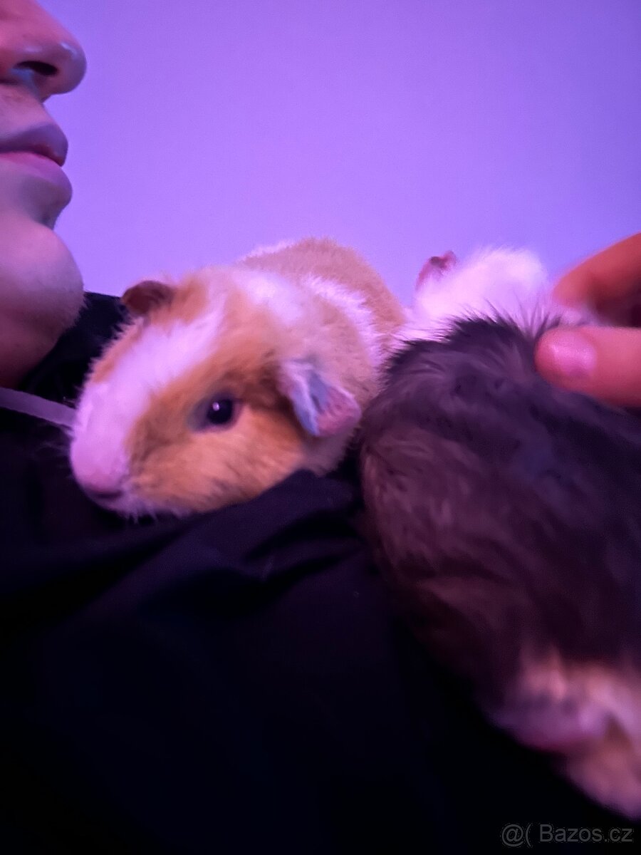 Morčata – kluci - 2