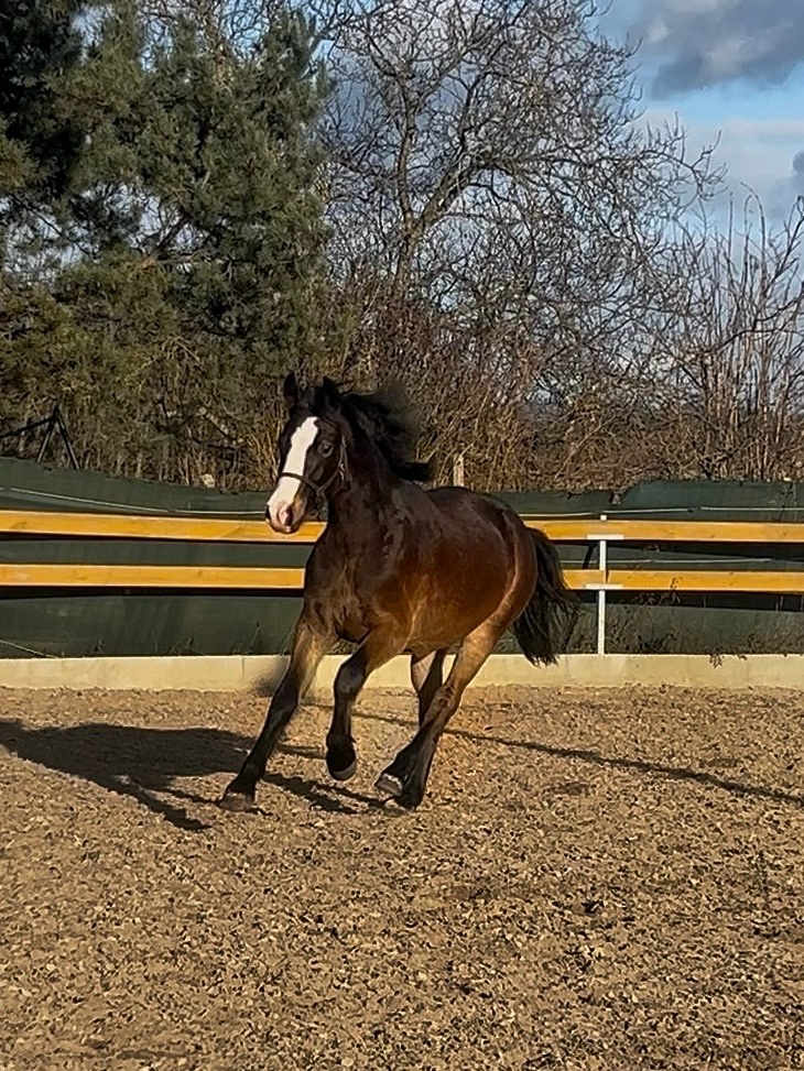 Urostlý téměř dvouletý valach - 2