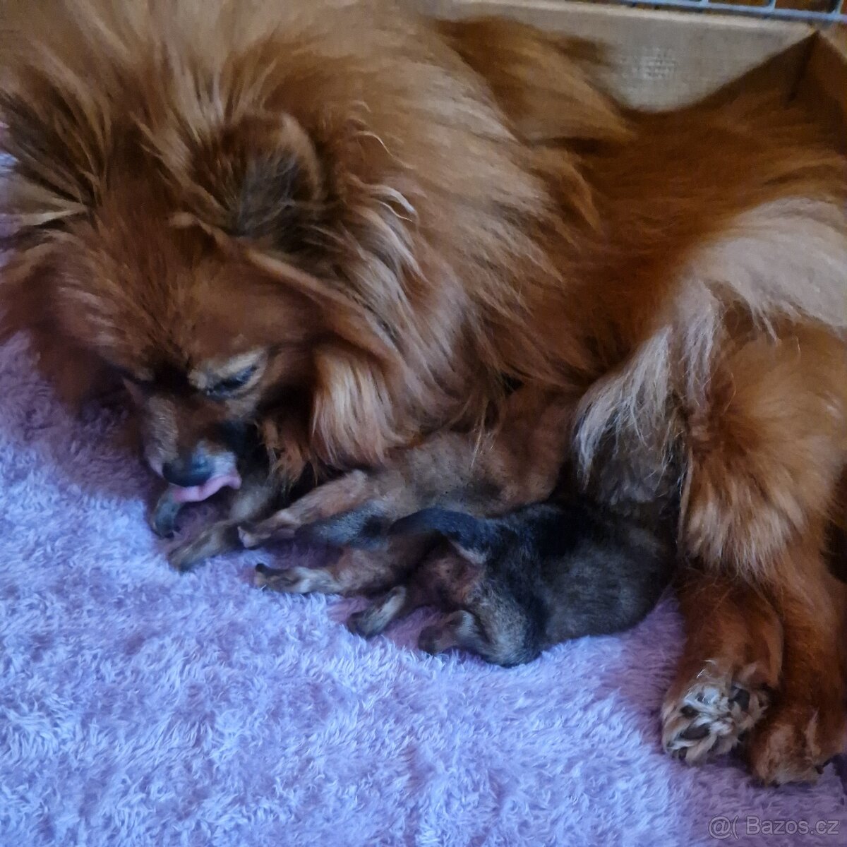 Německý špic malý s PP - 2