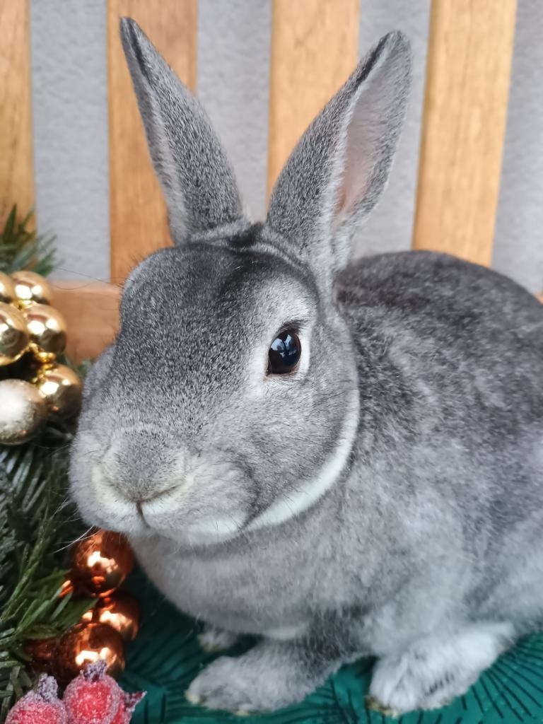 Zakrslý činčilový rex samička - 2