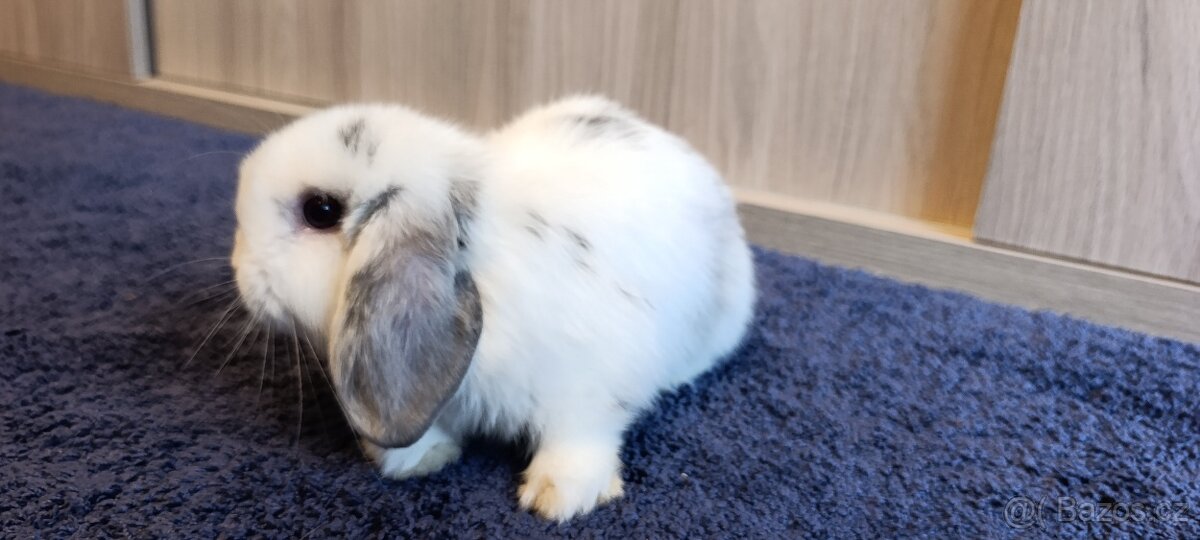 Zakrslý beránek - 2