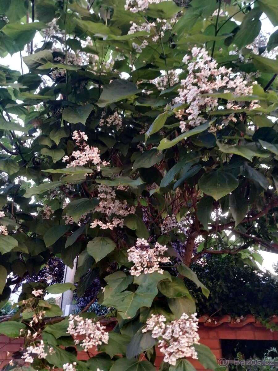 Katalpa červenající Purpurea - 2