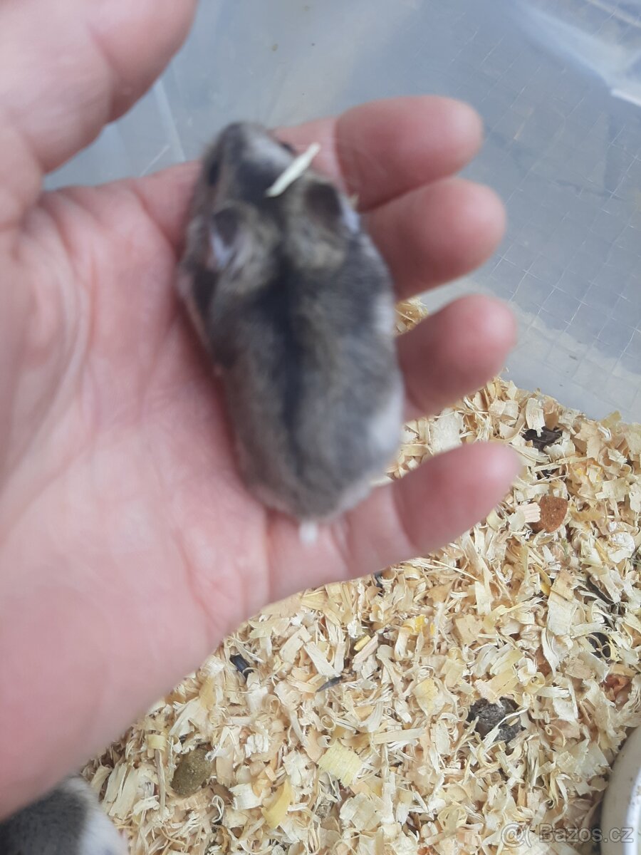 Krecek dzungarsky - 2