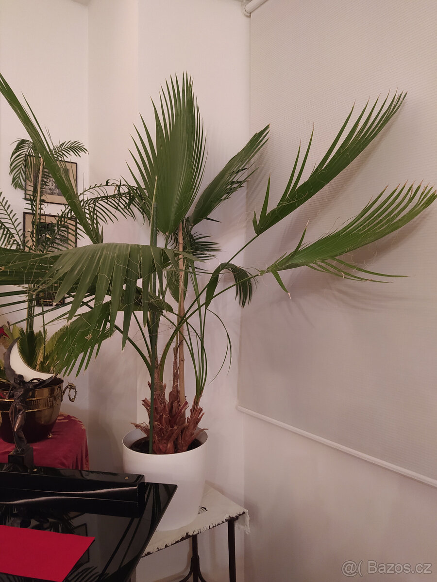 Mexická vějířová palma - 2