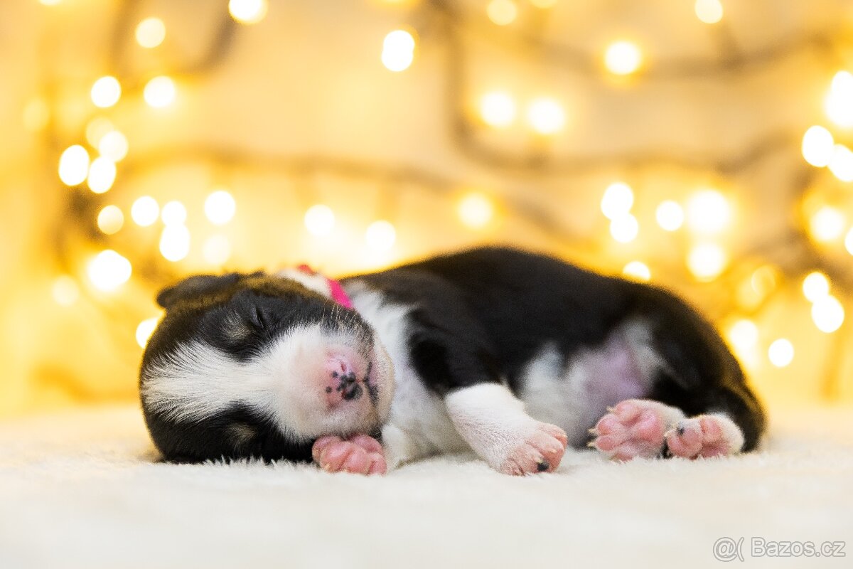 Štěňata border kolie s PP - 2