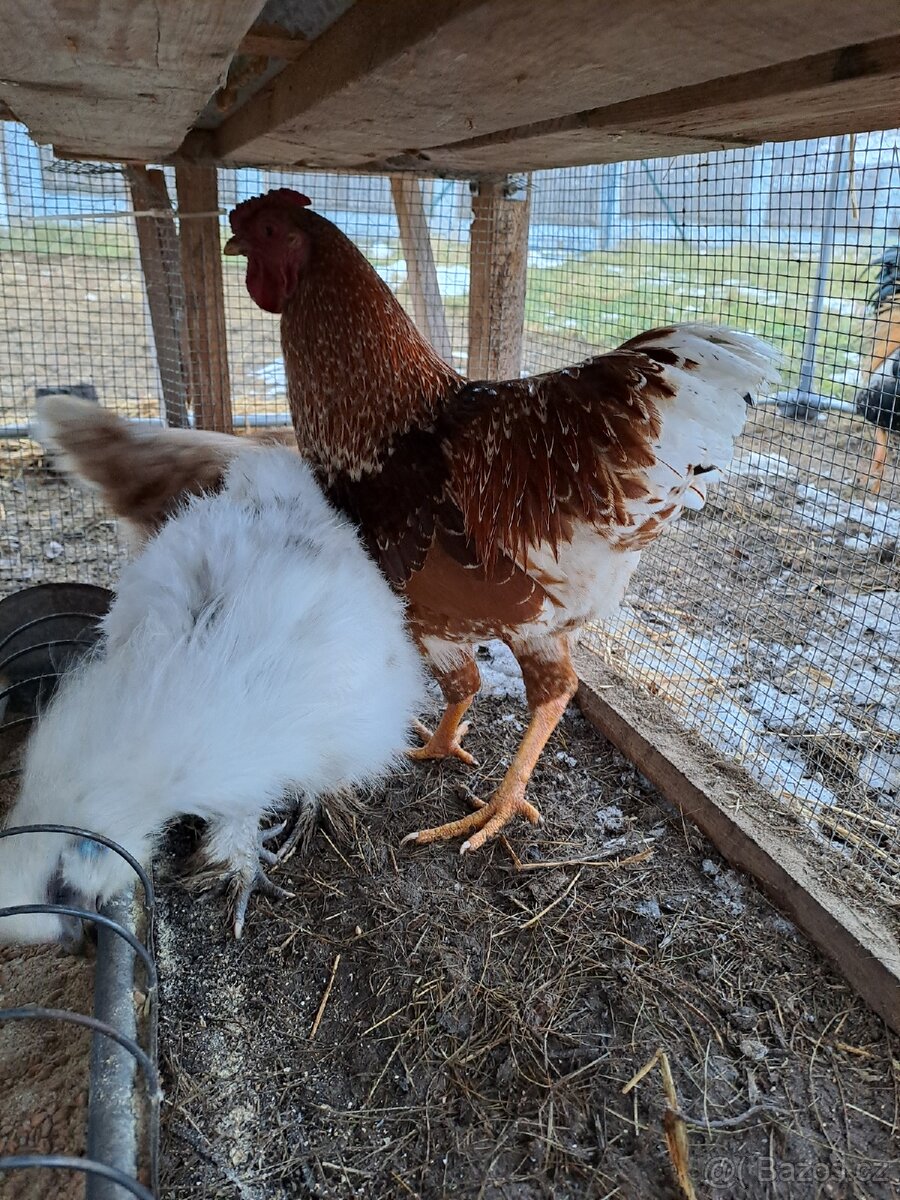 2x mladý kohout - 2