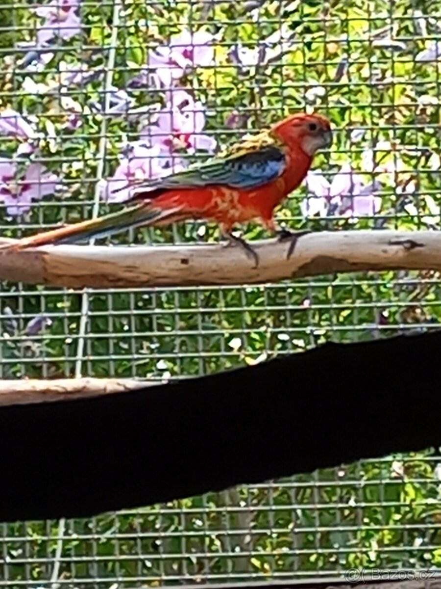 Rosela pestrá červená - 2