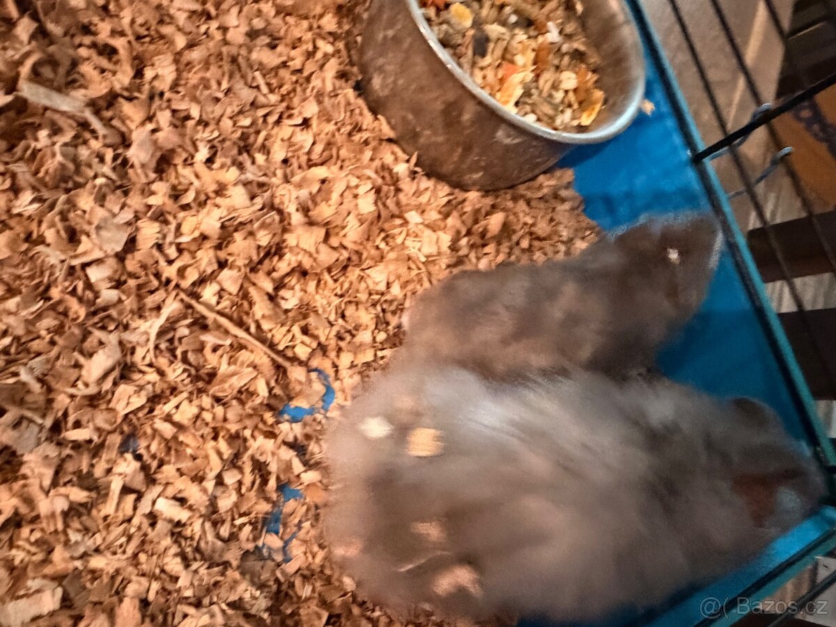 Křeček syrský - 2