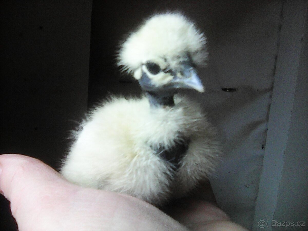 kuřátka -hedvábnička - 2