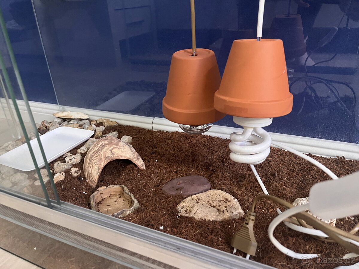 Terárium - 2