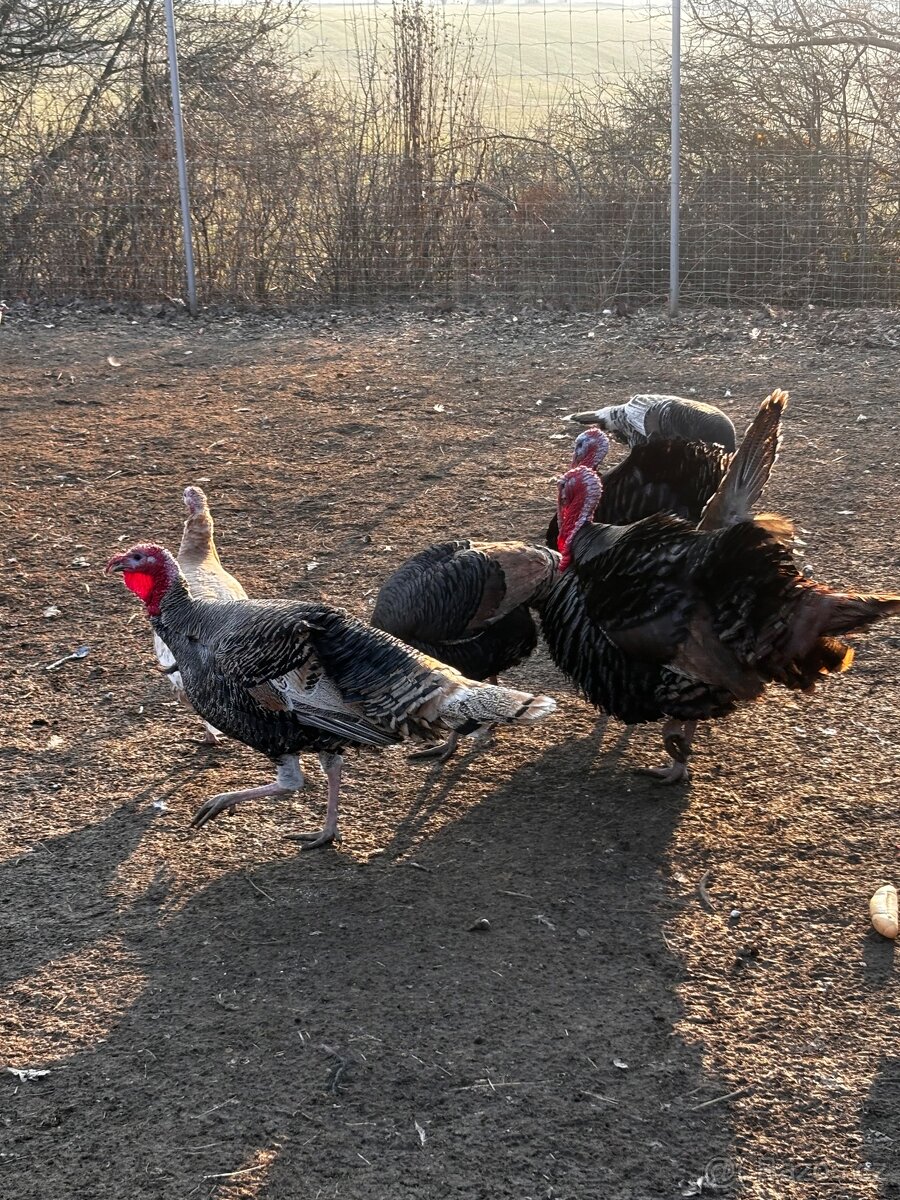 Násadová vejce krůt - 2