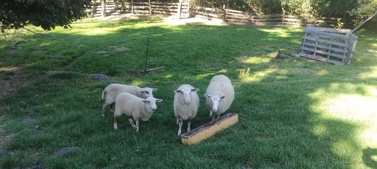 Jehnička na prodej - 2