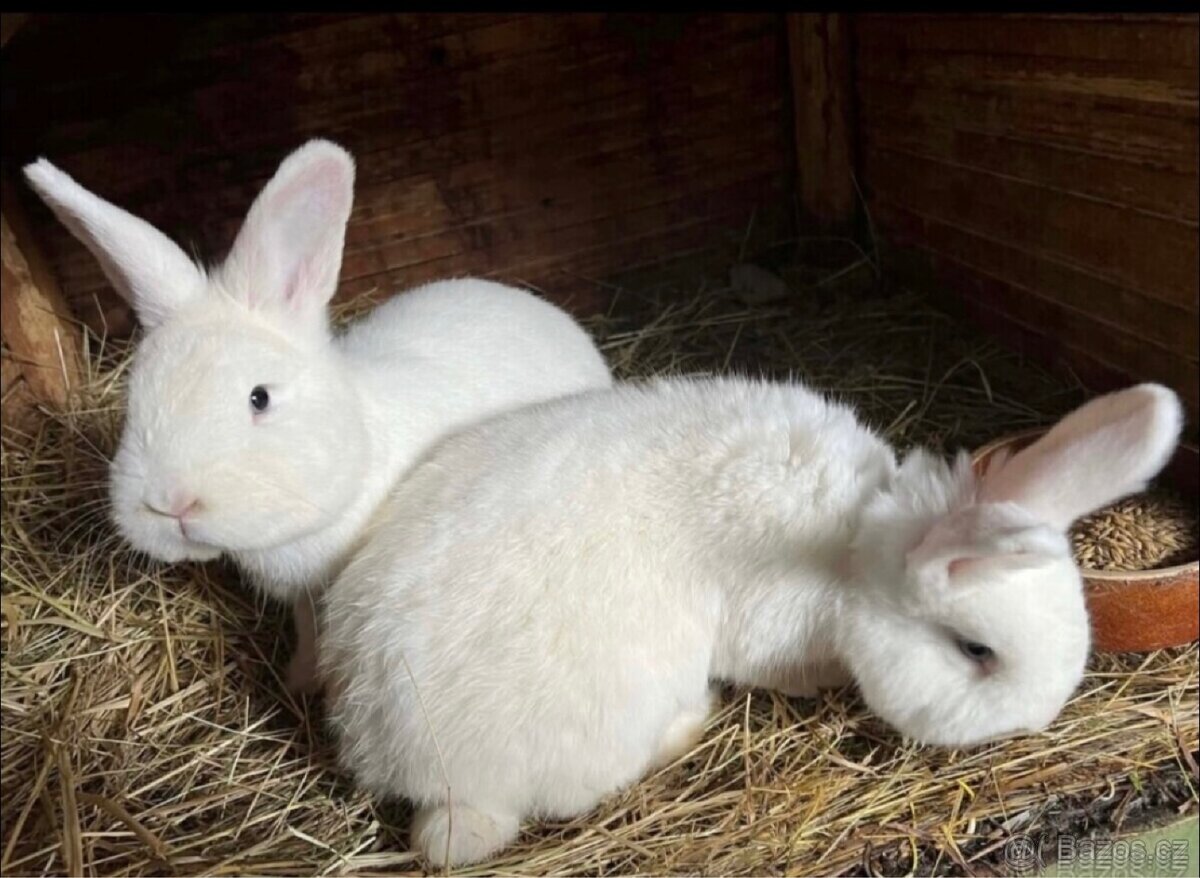 Vídeňský králík - 2