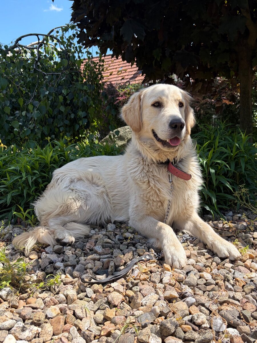 KRYTÍ ZLATÝ ( BÍLÝ ) RETRÍVR S PP PŘEDKY / Golden Retriever - 2