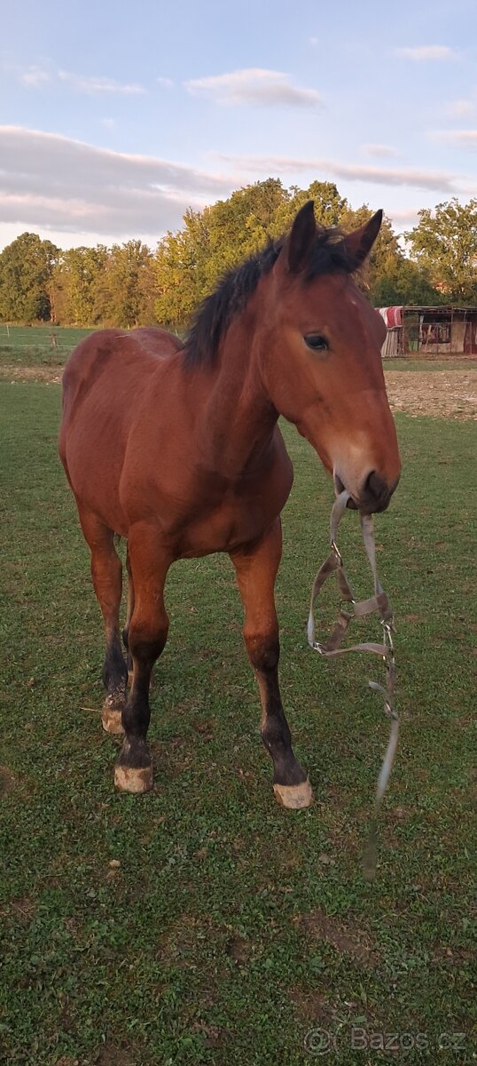 Hříbata Slezský Norik Hřebec - 2