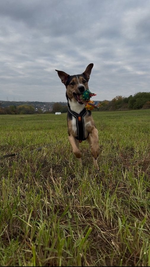 Kříženec Gouss - 2