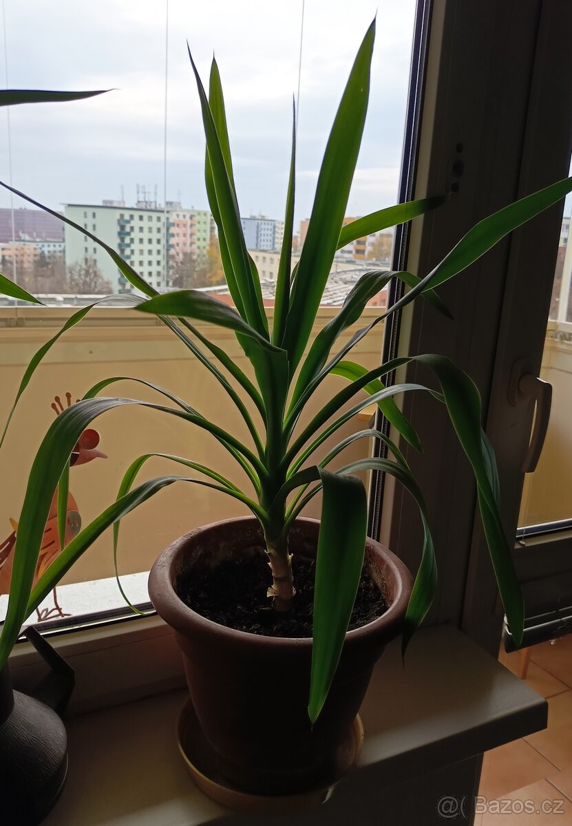 Juka obrovská -Yucca Elephanties - 2