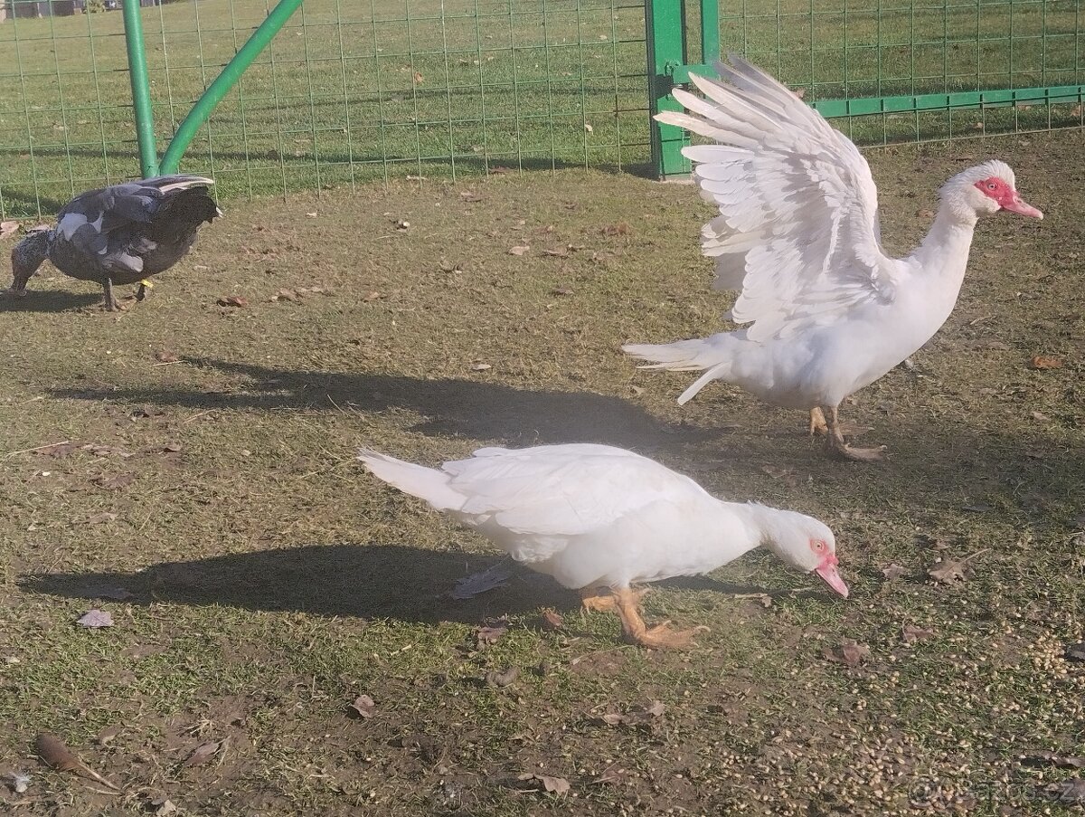 Kachny pižmové chovný pár - 2