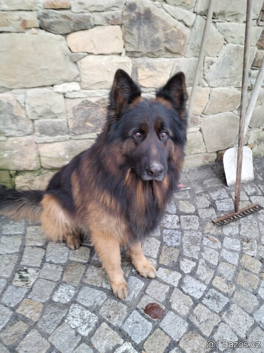 Německý ovčák dlouhosrstý -krytí - 2