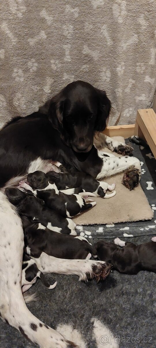 Prodám šťěňata Malého munsterlandského ohaře MMO s PP - 2