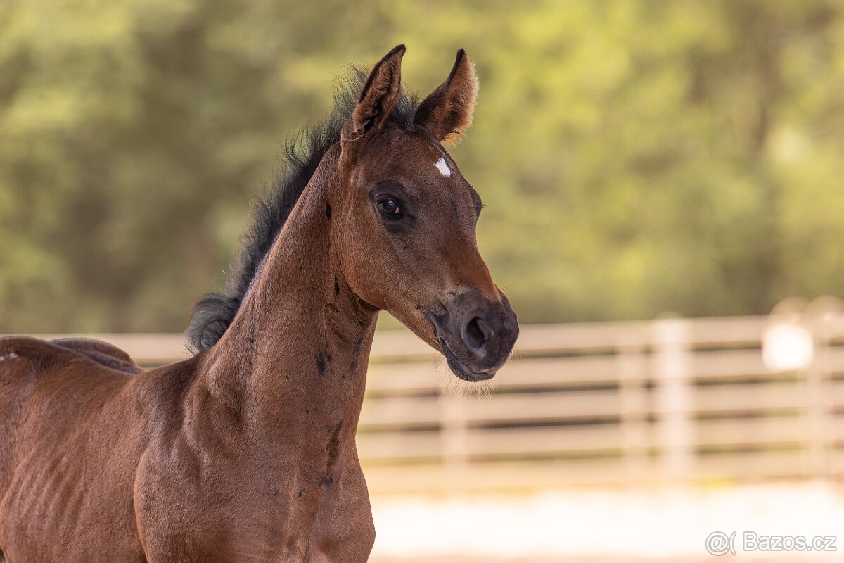 Appalossa klisna - 2