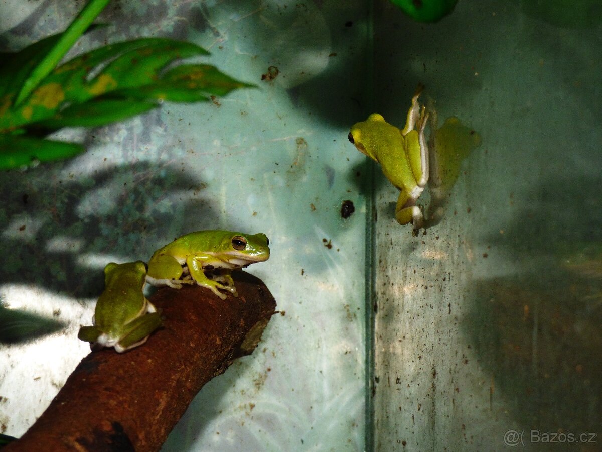 Rosnička karolínská (Hyla cinerea) - 2