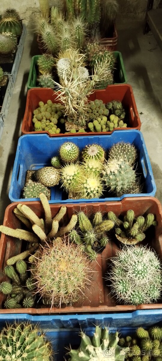 Prodám sbírku kaktusů - 2