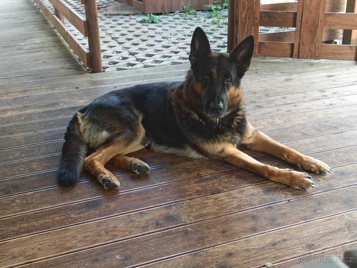 Německý ovčák bez PP - 2