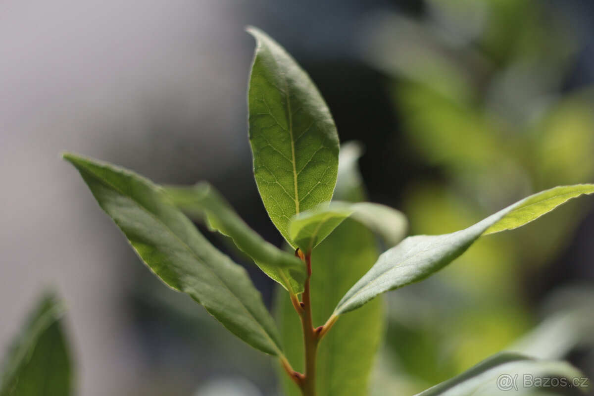 PANCOLAR 50/1,8 + REDUKCE PRO CANON . - 2