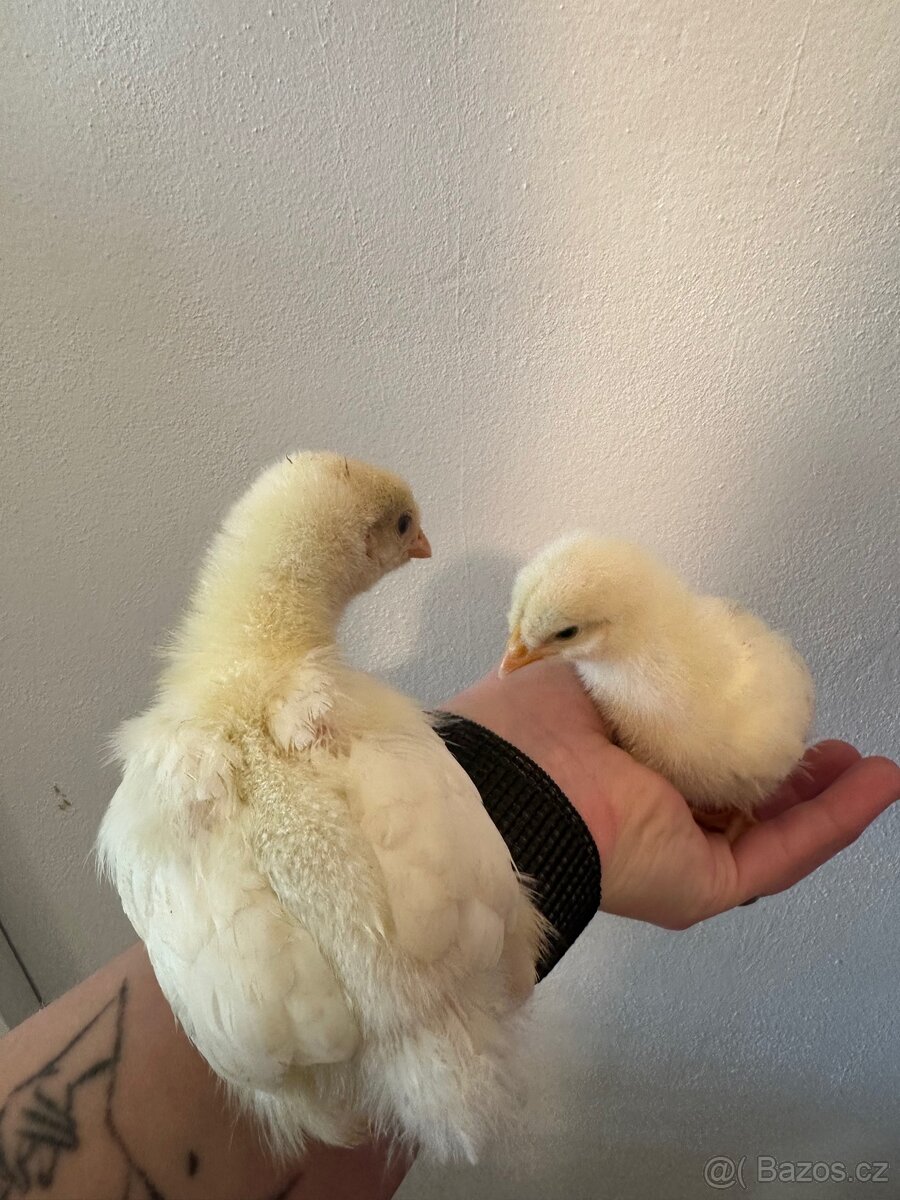 Kuřata - 2