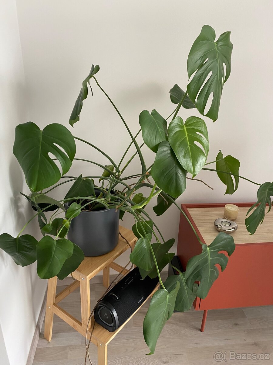 Monstera - 2