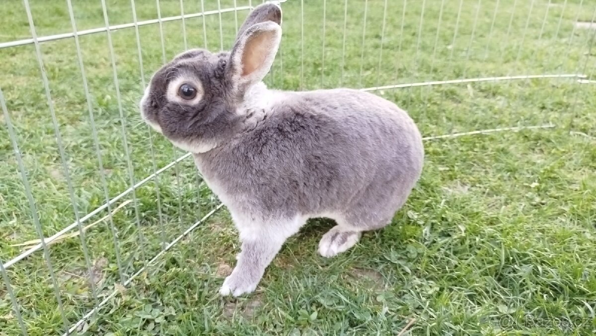 Zakrslý králík rex - 2