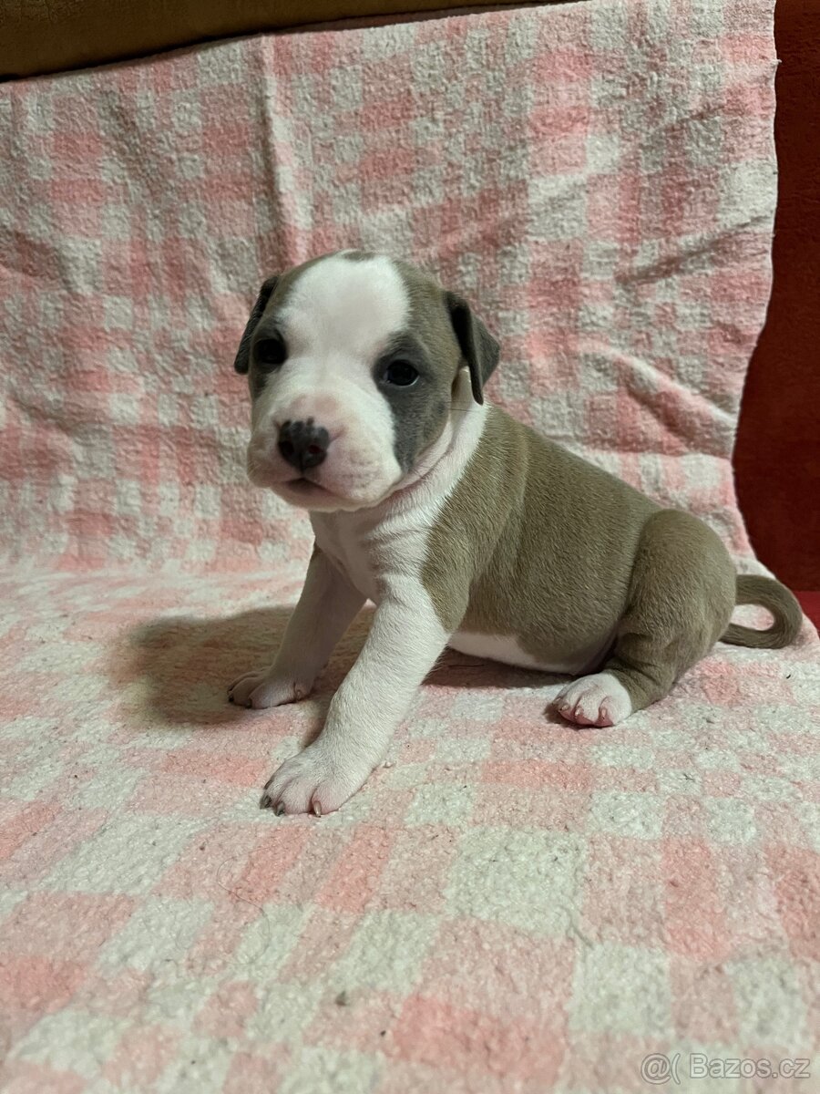 Americký stafordšírský teriér - 2