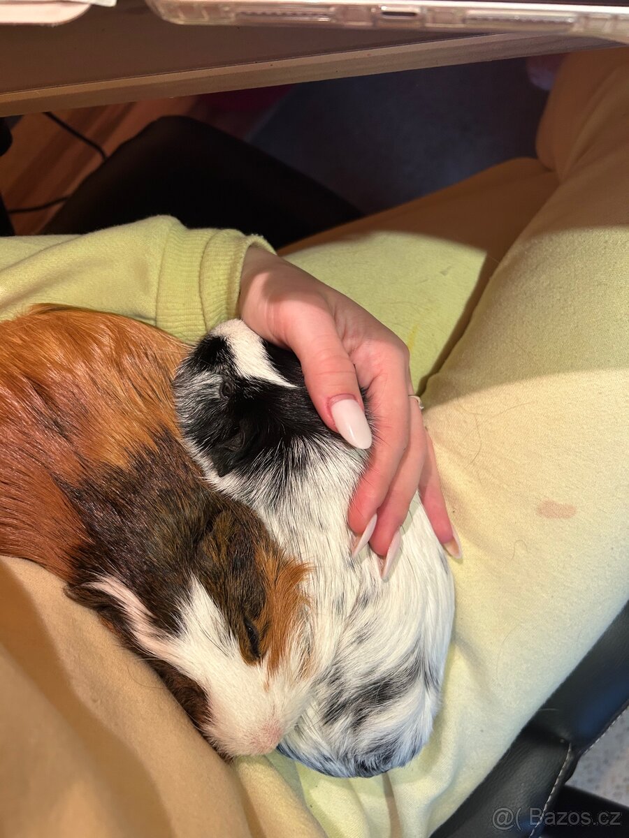 Morčátka - kluk a holka s kompletním vybavením - 2