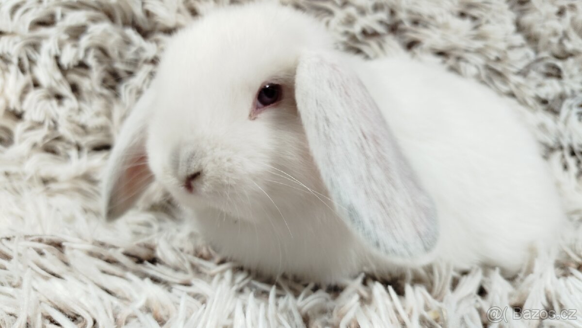 Zakrslý beránek, králíček, králík - MOLLY - 2