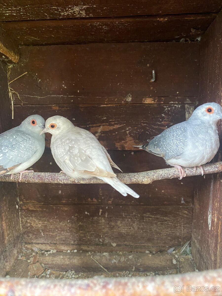 Holoubek diamantový - 2