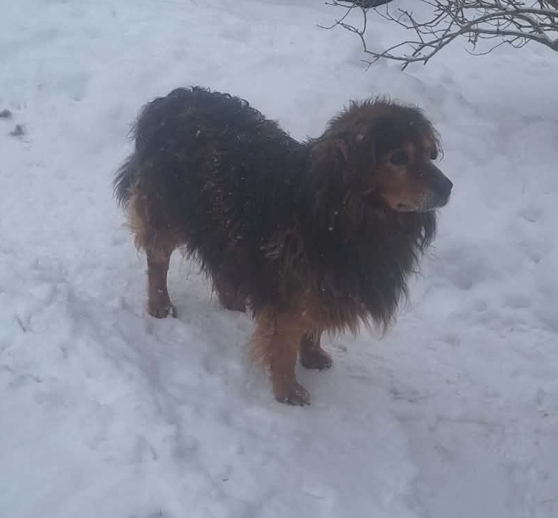 Zlatý retrivr kríženec - 2