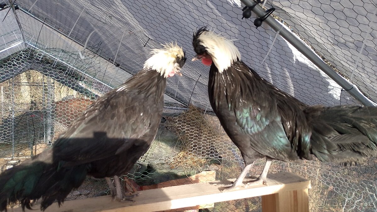 Holandská chocholatá slepice - 2