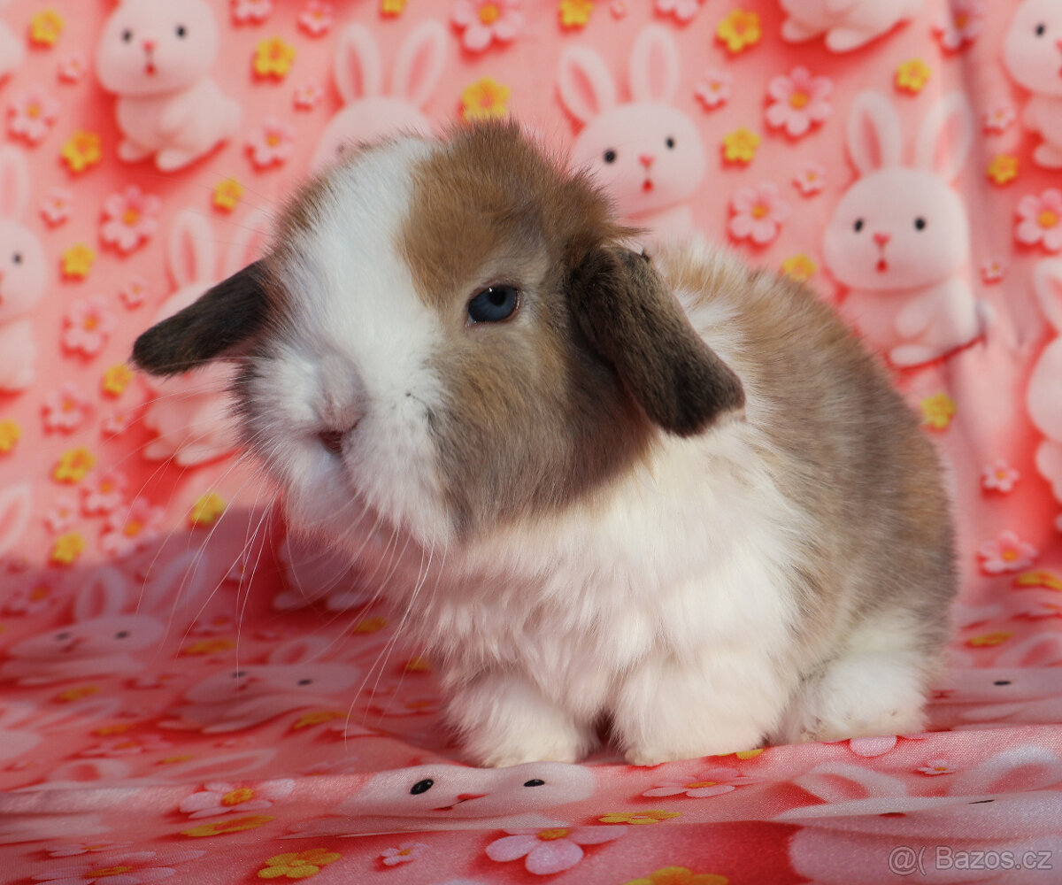 Zakrslý beránek , malinká samička s VP . - 2