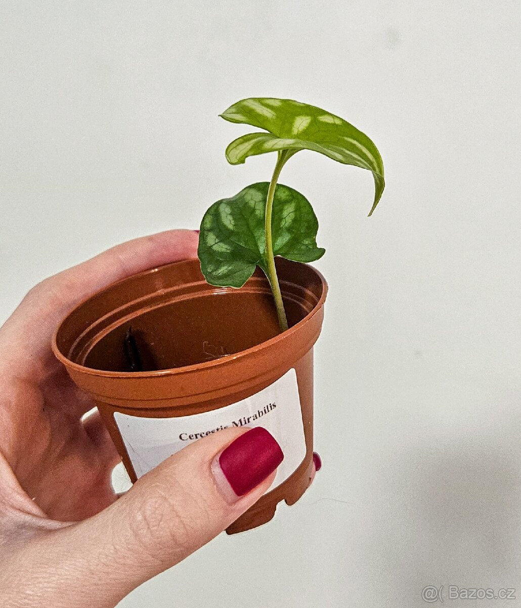 Cercestis Mirabilis raritka - 2