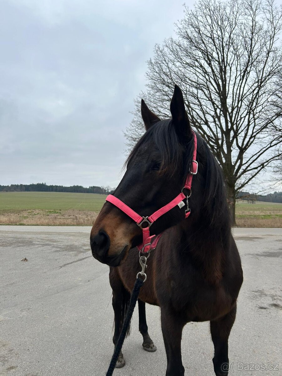 Prodám 5 letou klisnu - 2