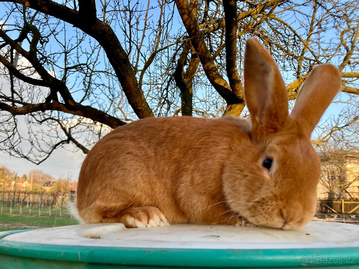 Burgundský králík samec - 2