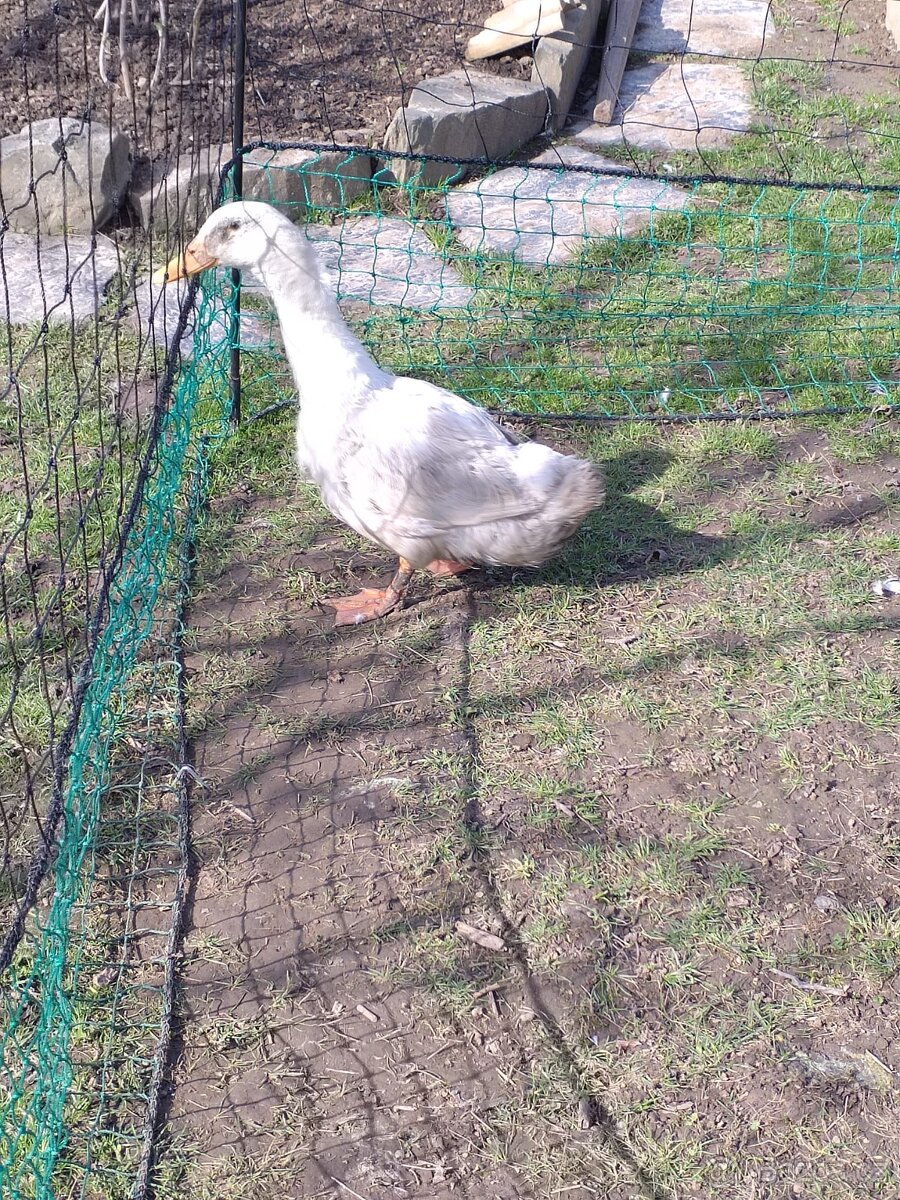 prodej kačer a kohout - 2