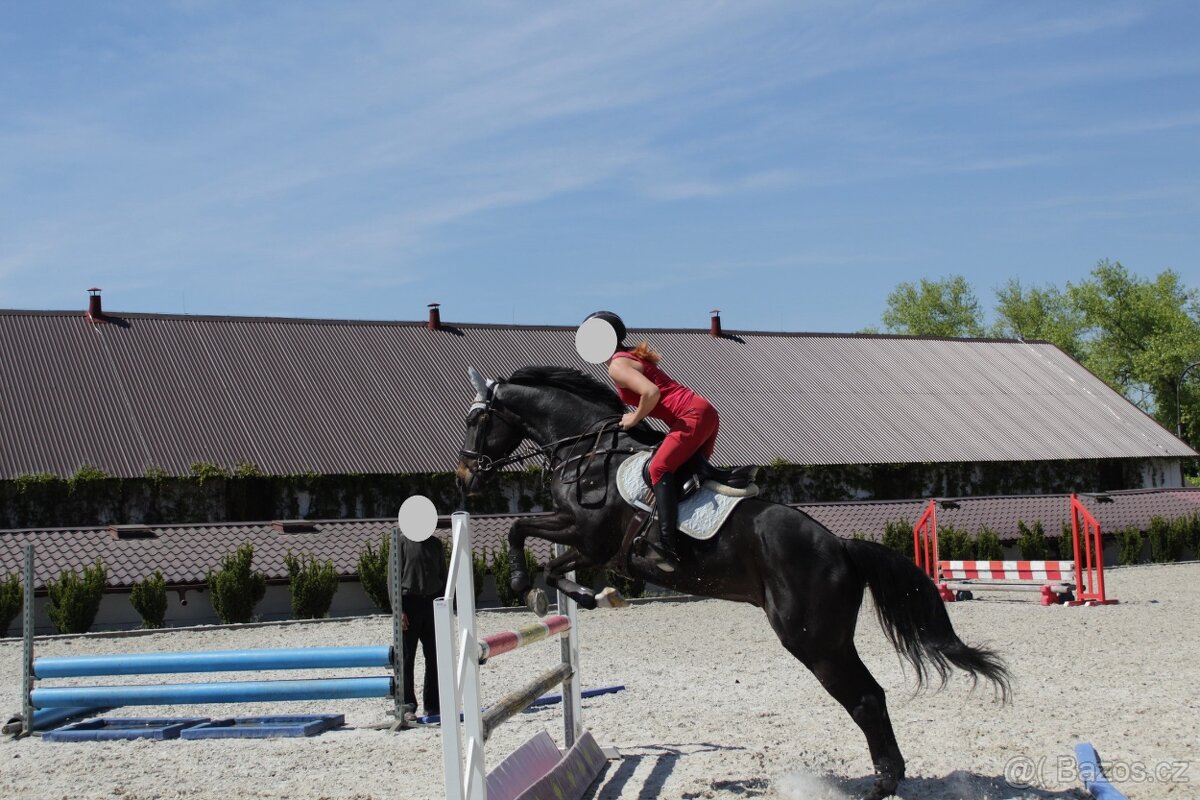 Na prodej: Krásný valach ISH s potenciálem do sportu, 6 let - 2