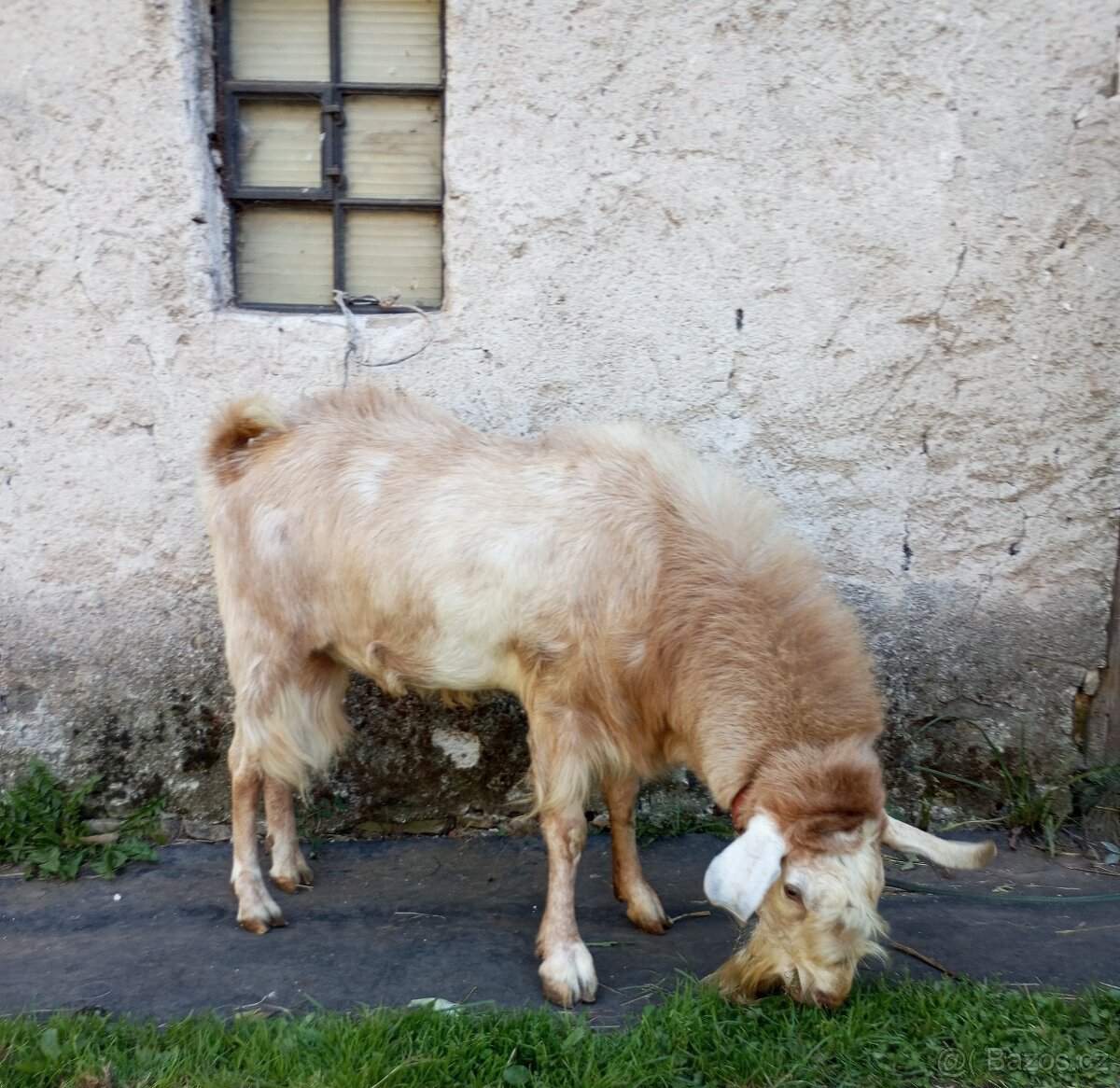 Kozel AN k dispozici - 2