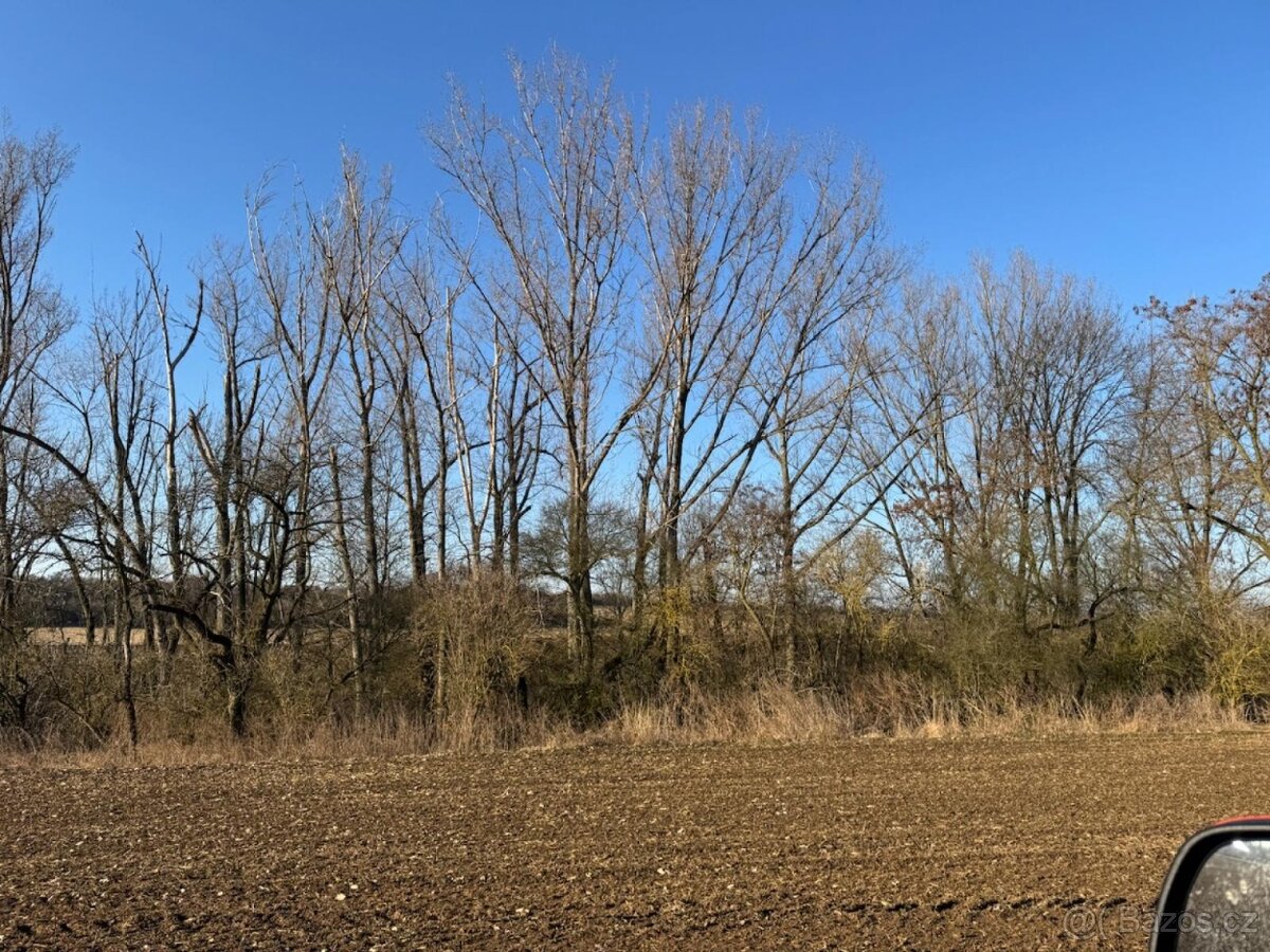 Prodám lesní pozemky v k.ú. Radouň Mělnické Vtelno - 2