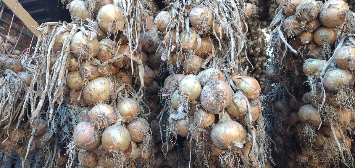 Cibule, brambory, dýně Hokkaido - 2