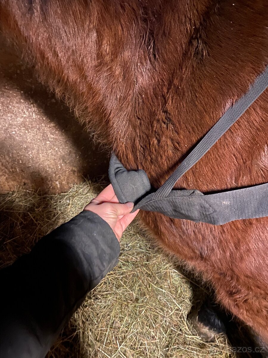 Postroj na skijoring - 2