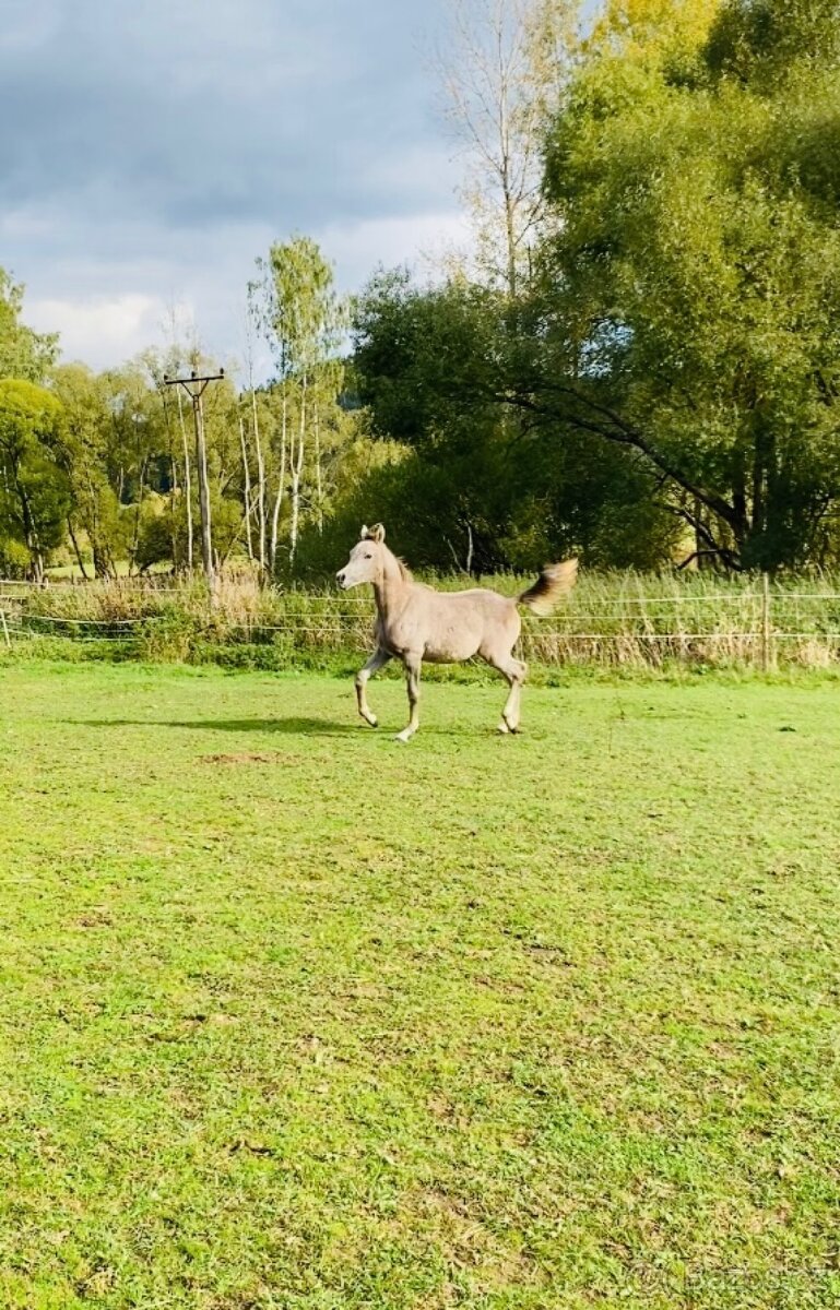 Arabský plnokrevník - 2